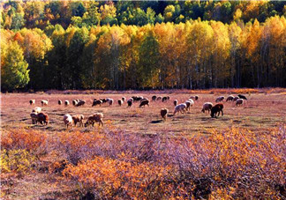 秋天早上能吃姜嗎？秋天喝什么蜂蜜好？
