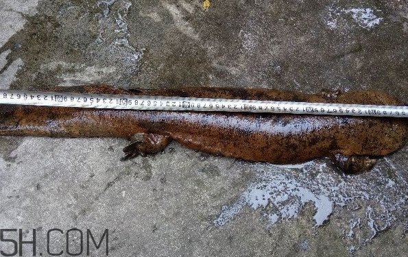 野生娃娃魚和養(yǎng)殖娃娃魚有什么區(qū)別？娃娃魚有毒嗎