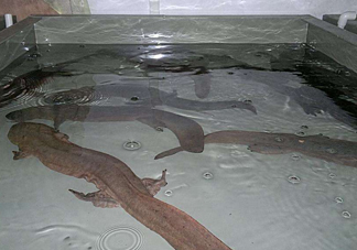 娃娃魚什么時候會叫？娃娃魚為什么叫娃娃魚