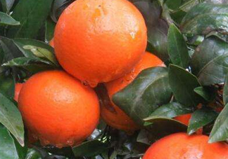 沃柑市場多少錢一斤？皇帝柑好還是沃柑好吃