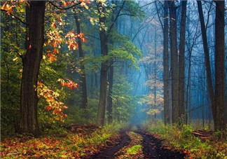 秋天的茄子可以吃嗎？秋天喝檸檬水注意事項(xiàng)