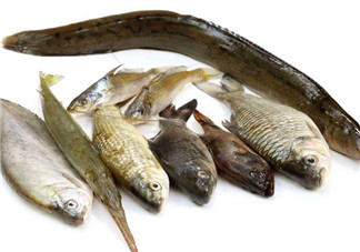 沒有魚刺的魚是哪種魚？如何挑選魚？