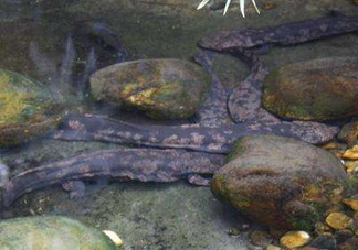 野生娃娃魚和養(yǎng)殖娃娃魚有什么區(qū)別？娃娃魚有毒嗎