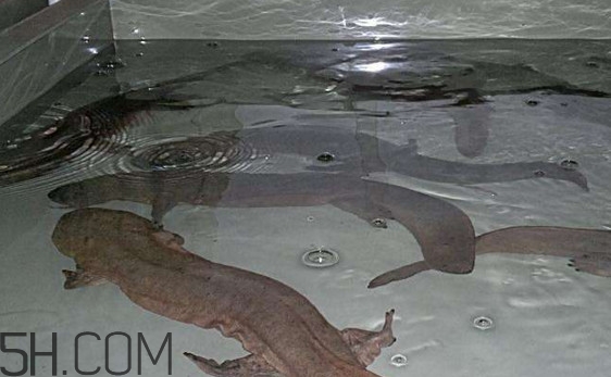 娃娃魚什么時候會叫？娃娃魚為什么叫娃娃魚