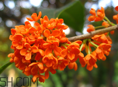 丹桂可以泡酒嗎 丹桂可以泡茶嗎 丹桂可以泡酒嗎 丹桂可以泡茶嗎