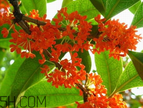 丹桂可以泡酒嗎 丹桂可以泡茶嗎 丹桂可以泡酒嗎 丹桂可以泡茶嗎