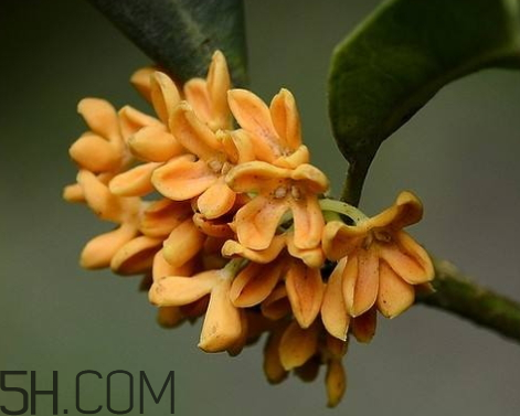 金桂可以泡酒嗎 金桂泡酒的好處 金桂可以泡酒嗎 金桂泡酒的好處