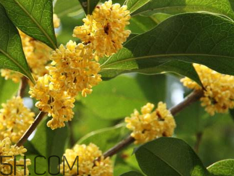 金桂可以泡酒嗎 金桂泡酒的好處 金桂可以泡酒嗎 金桂泡酒的好處