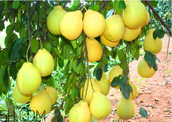 吃柚子拉肚子怎么辦？柚子的營養(yǎng)價值有哪些？