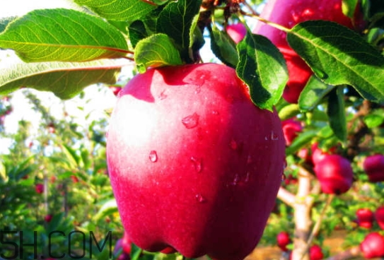 花牛蘋果是脆的還是粉的？花牛蘋果好吃嗎