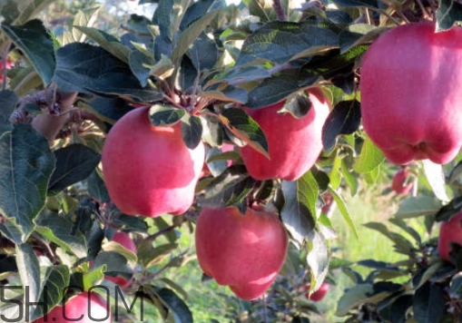 花牛蘋果是脆的還是粉的？花牛蘋果好吃嗎