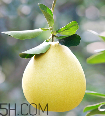 柚子不能和什么藥物一起吃？柚子皮煮水的功效