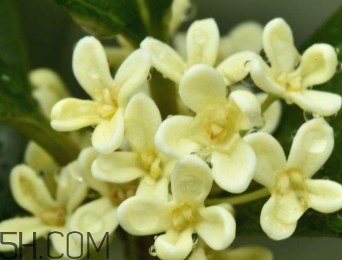 黃桂花可以泡茶嗎 紅桂花泡茶好還是黃桂泡茶好 黃桂花可以泡茶嗎 紅桂花泡茶好還是黃桂泡茶好