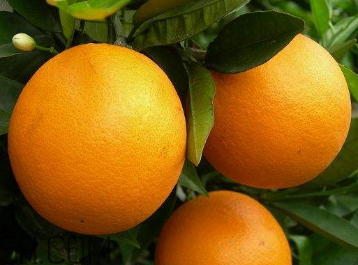 夏橙什么時候成熟 夏橙什么時候上市 夏橙什么時候成熟 夏橙什么時候上市