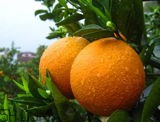 夏橙什么時候成熟 夏橙什么時候上市 夏橙什么時候成熟 夏橙什么時候上市