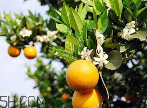 夏橙什么時候成熟 夏橙什么時候上市 夏橙什么時候成熟 夏橙什么時候上市