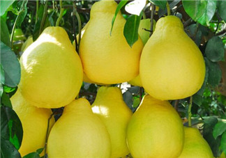 柚子是熱性還是涼性？孕婦能吃柚子嗎？