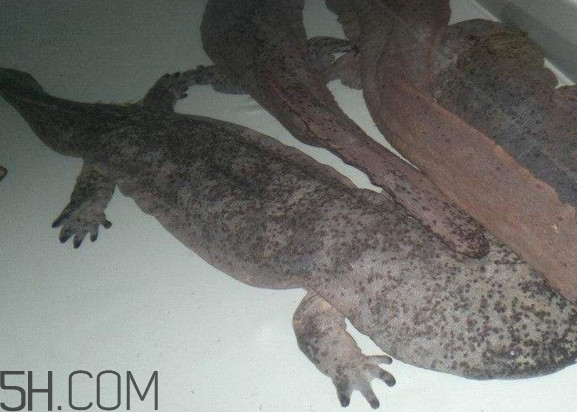 蠑螈是娃娃魚(yú)嗎？蠑螈和娃娃魚(yú)的區(qū)別