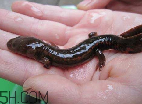 娃娃魚怎么養(yǎng)？娃娃魚怎么分辨公母