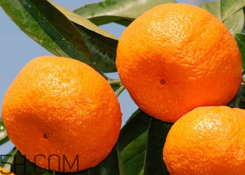 南豐蜜桔什么時(shí)候成熟 南豐蜜桔什么時(shí)候上市 南豐蜜桔什么時(shí)候成熟 南豐蜜桔什么時(shí)候上市