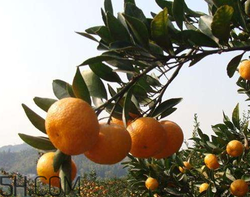 南豐蜜桔什么時(shí)候成熟 南豐蜜桔什么時(shí)候上市 南豐蜜桔什么時(shí)候成熟 南豐蜜桔什么時(shí)候上市