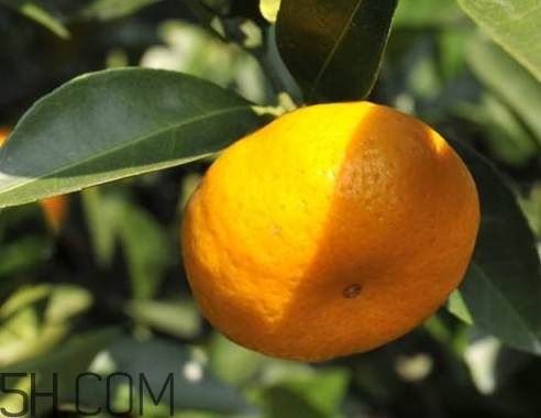 南豐蜜桔什么時(shí)候成熟 南豐蜜桔什么時(shí)候上市 南豐蜜桔什么時(shí)候成熟 南豐蜜桔什么時(shí)候上市