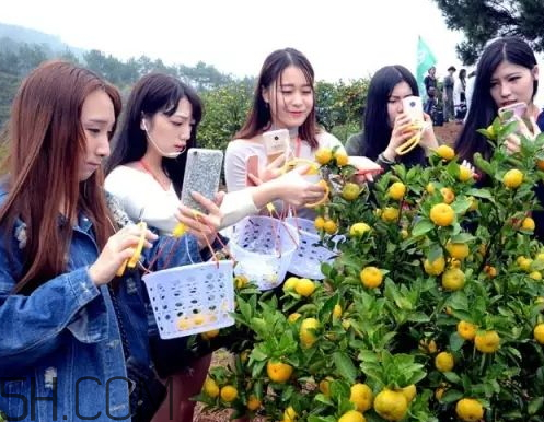 南豐蜜桔節(jié)什么時(shí)候？2017南豐蜜桔節(jié)時(shí)間