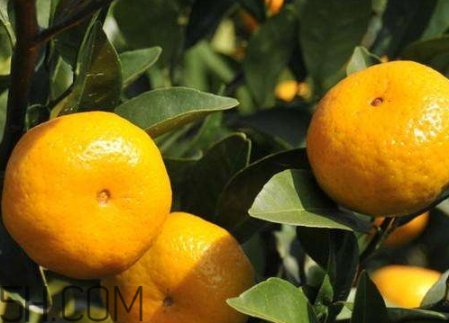 南豐蜜桔節(jié)什么時(shí)候？2017南豐蜜桔節(jié)時(shí)間