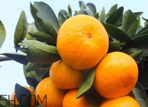 南豐蜜桔現(xiàn)在多少錢一斤 南豐蜜桔幾月份成熟 南豐蜜桔現(xiàn)在多少錢一斤 南豐蜜桔幾月份成熟