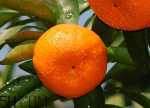 南豐蜜桔現(xiàn)在多少錢一斤 南豐蜜桔幾月份成熟 南豐蜜桔現(xiàn)在多少錢一斤 南豐蜜桔幾月份成熟