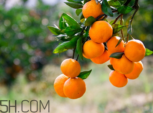 南豐蜜桔怎么挑選 南豐蜜桔怎么辨別真假 南豐蜜桔怎么挑選 南豐蜜桔怎么辨別真假