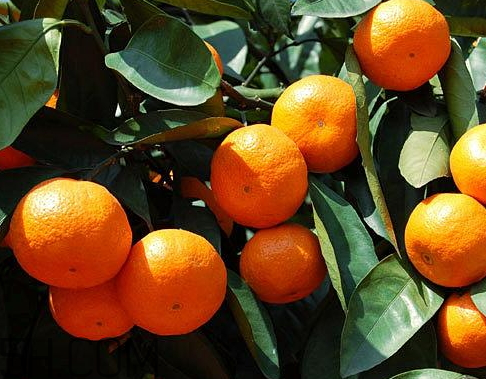 南豐蜜桔怎么挑選 南豐蜜桔怎么辨別真假 南豐蜜桔怎么挑選 南豐蜜桔怎么辨別真假