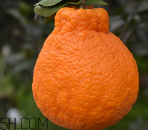 丑橘孕婦可以吃嗎 孕婦可以吃丑橘嗎 丑橘孕婦可以吃嗎 孕婦可以吃丑橘嗎