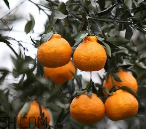 丑橘孕婦可以吃嗎 孕婦可以吃丑橘嗎 丑橘孕婦可以吃嗎 孕婦可以吃丑橘嗎