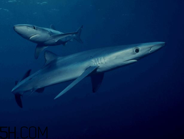 角鯊烷的功效與作用 角鯊烷是什么？