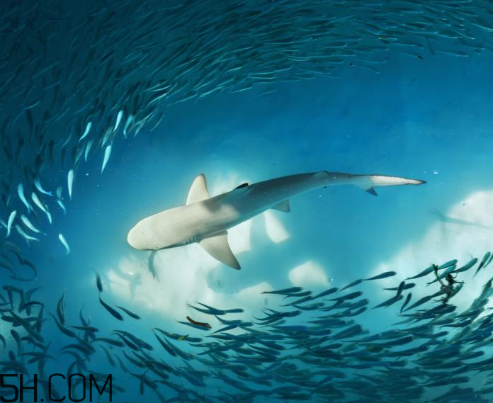 角鯊烷的功效與作用 角鯊烷是什么？