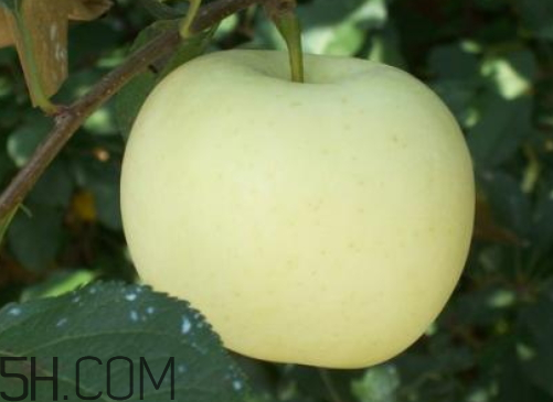 黃香蕉蘋(píng)果什么時(shí)候熟 黃香蕉蘋(píng)果好吃嗎 黃香蕉蘋(píng)果什么時(shí)候熟 黃香蕉蘋(píng)果好吃嗎