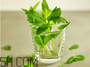 感冒可以喝酒嗎？薄荷治療感冒的方法