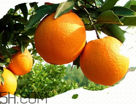 臍橙是熱性還是涼性 臍橙是什么顏色 臍橙是熱性還是涼性 臍橙是什么顏色