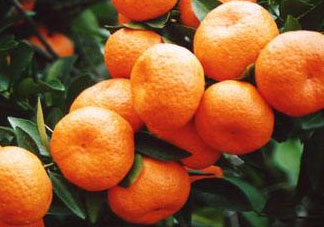 南豐蜜桔節(jié)什么時候？2017南豐蜜桔節(jié)時間