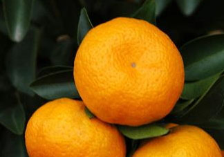 2017年南豐蜜桔多少錢一斤？2017年南豐蜜桔價格