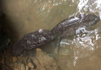 蠑螈是娃娃魚嗎？蠑螈和娃娃魚的區(qū)別