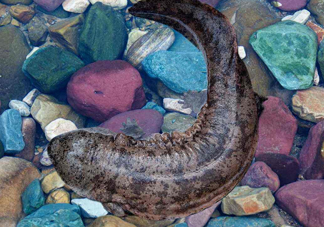 娃娃魚能治什么??？娃娃魚可以和金魚一起養(yǎng)嗎