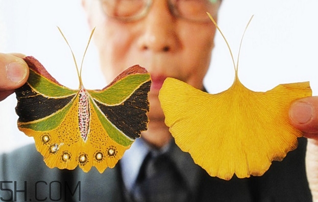 銀杏樹的葉子像什么？銀杏樹葉能食用嗎