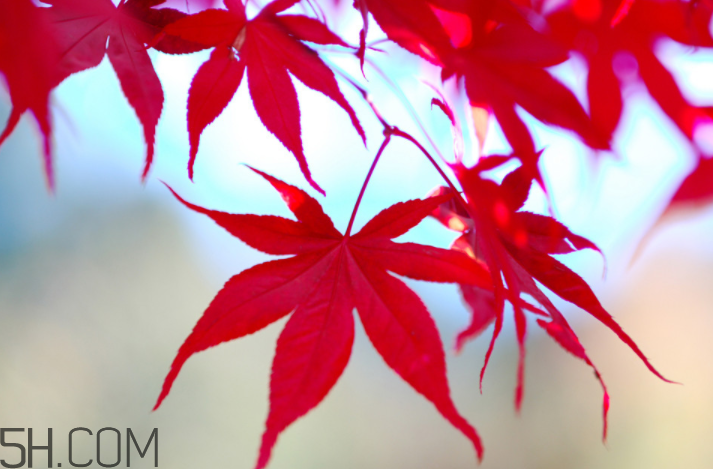 楓葉幾月份最紅？楓葉幾月的時(shí)候最美？