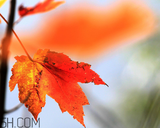 楓葉幾月份最紅？楓葉幾月的時(shí)候最美？