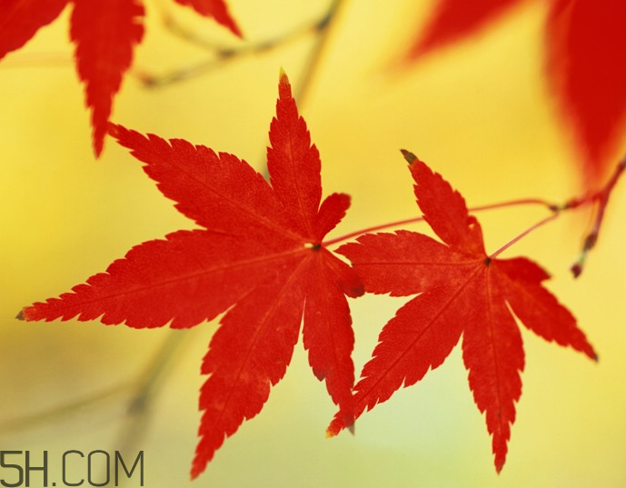 楓葉幾月份最紅？楓葉幾月的時(shí)候最美？