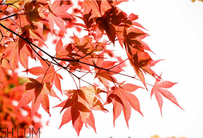 楓葉幾月份最紅？楓葉幾月的時(shí)候最美？