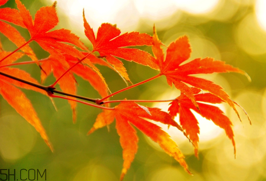 楓葉幾月份最紅？楓葉幾月的時(shí)候最美？