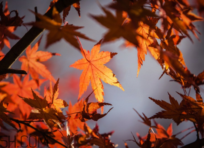 楓葉能做賀卡還能做什么？楓葉能治什么病？